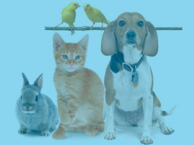 Pets & Animal Care